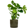 Monstera deliciosa în ghiveci cilindric