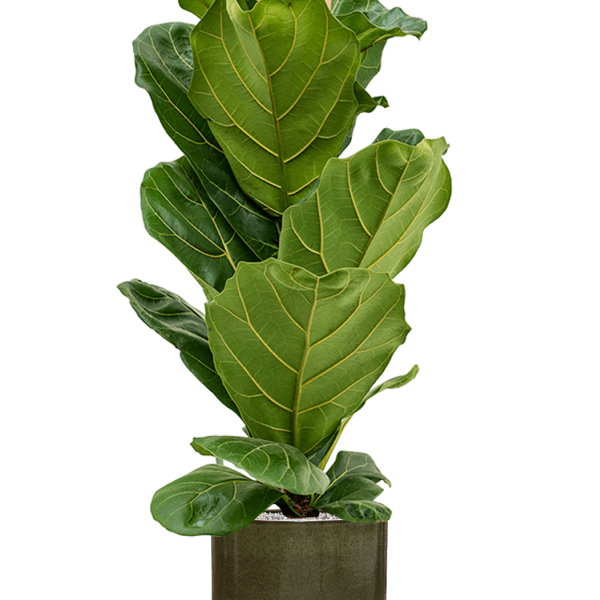 Ficus lyrata în ghiveci cilindric Ficus lyrata în ghiveci cilindric