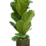 Ficus lyrata în ghiveci cilindric