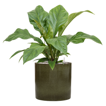 Anthurium elipticum „Jungle Bush” în ghiveci cilindric Anthurium elipticum „Jungle Bush” în ghiveci cilindric
