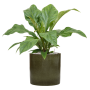 Anthurium elipticum „Jungle Bush” în ghiveci cilindric