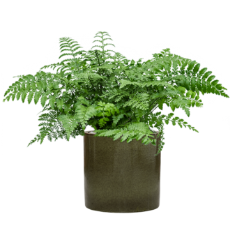Asplenium dimorphum 'Parvati' în ghiveci cilindric