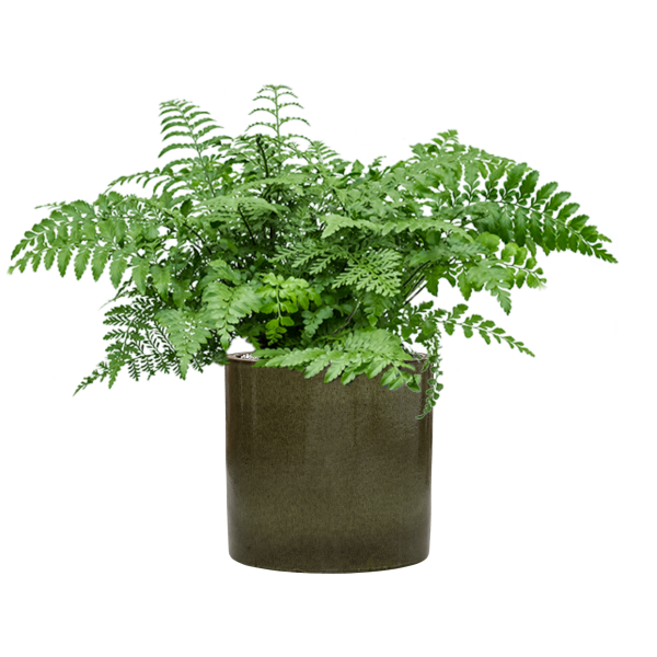 Asplenium dimorphum 'Parvati' în ghiveci cilindric Asplenium dimorphum 'Parvati' în ghiveci cilindric