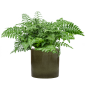 Asplenium dimorphum 'Parvati' în ghiveci cilindric