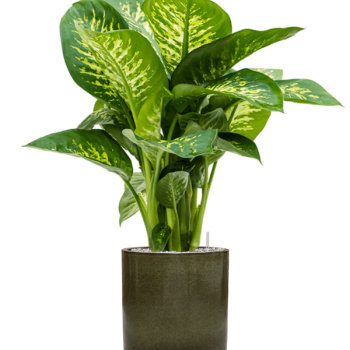 Dieffenbachia seguine 'Reeva' în ghiveci cilindric