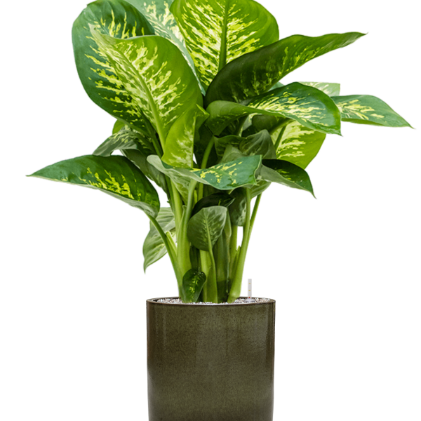 Dieffenbachia seguine 'Reeva' în ghiveci cilindric Dieffenbachia seguine 'Reeva' în ghiveci cilindric