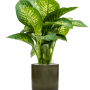 Dieffenbachia seguine 'Reeva' în ghiveci cilindric