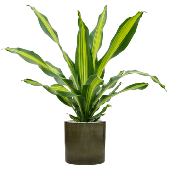 Dracaena fragrans 'Burley' în ghiveci cilindric Dracaena fragrans 'Burley' în ghiveci cilindric