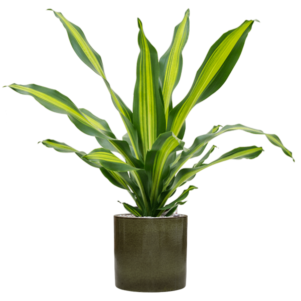 Dracaena fragrans 'Burley' în ghiveci cilindric
