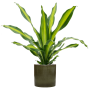 Dracaena fragrans 'Burley' în ghiveci cilindric