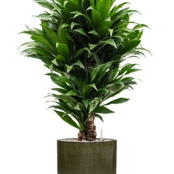 Dracaena fragrans 'Compacta' în ghiveci cilindric Dracaena fragrans 'Compacta' în ghiveci cilindric