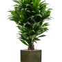 Dracaena fragrans 'Compacta' în ghiveci cilindric