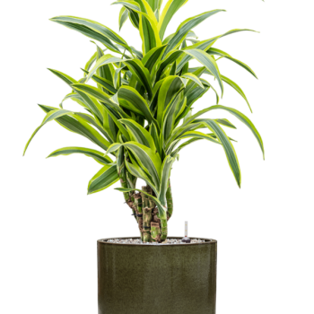Dracaena fragrans 'Lemon Lime' în ghiveci cilindric