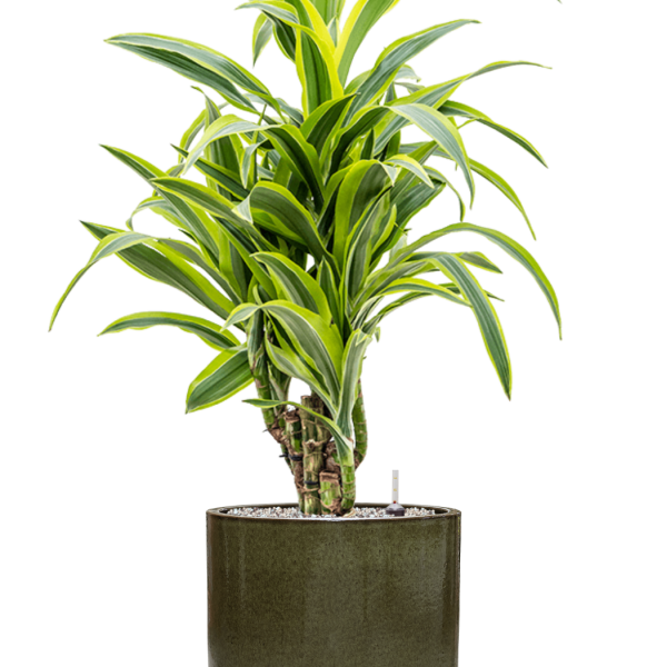 Dracaena fragrans 'Lemon Lime' în ghiveci cilindric