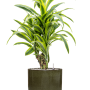 Dracaena fragrans 'Lemon Lime' în ghiveci cilindric