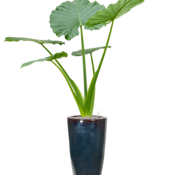 Alocasia macrorrhizos în Plain Alocasia macrorrhizos în Plain