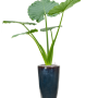 Alocasia macrorrhizos în Plain
