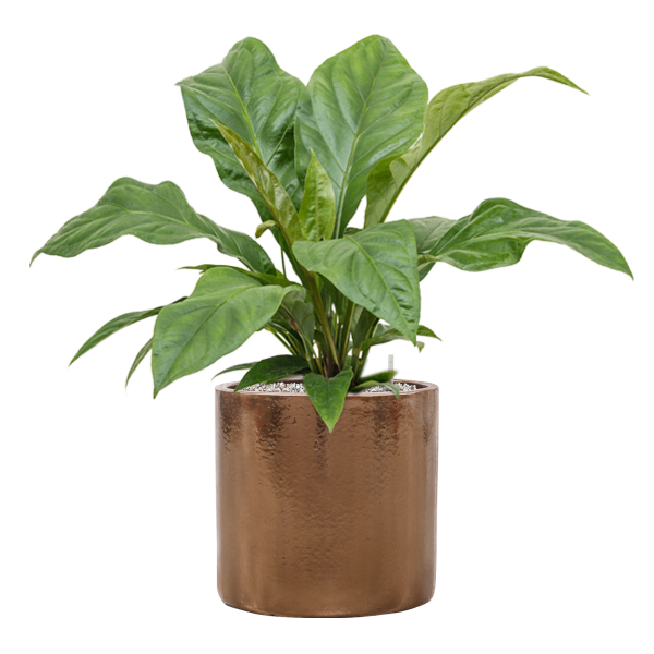 Anthurium elipticum „Jungle Bush” în ghiveci cilindric