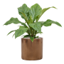 Anthurium elipticum „Jungle Bush” în ghiveci cilindric
