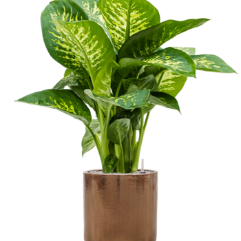 Dieffenbachia seguine 'Reeva' în ghiveci cilindric