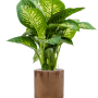 Dieffenbachia seguine 'Reeva' în ghiveci cilindric