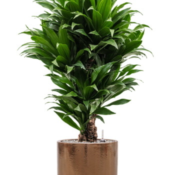Dracaena fragrans 'Compacta' în ghiveci cilindric Dracaena fragrans 'Compacta' în ghiveci cilindric