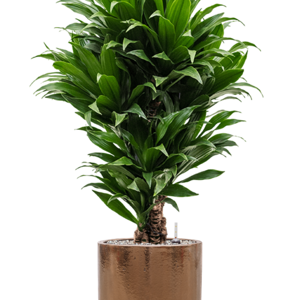 Dracaena fragrans 'Compacta' în ghiveci cilindric Dracaena fragrans 'Compacta' în ghiveci cilindric