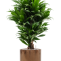 Dracaena fragrans 'Compacta' în ghiveci cilindric