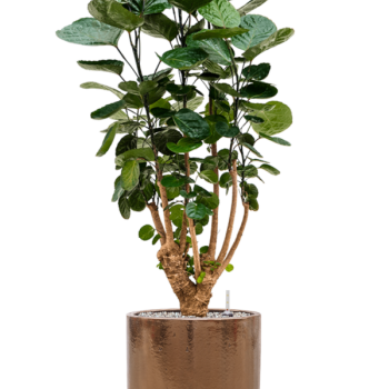Aralia (Polyscias) „Fabian” în ghiveci cilindric
