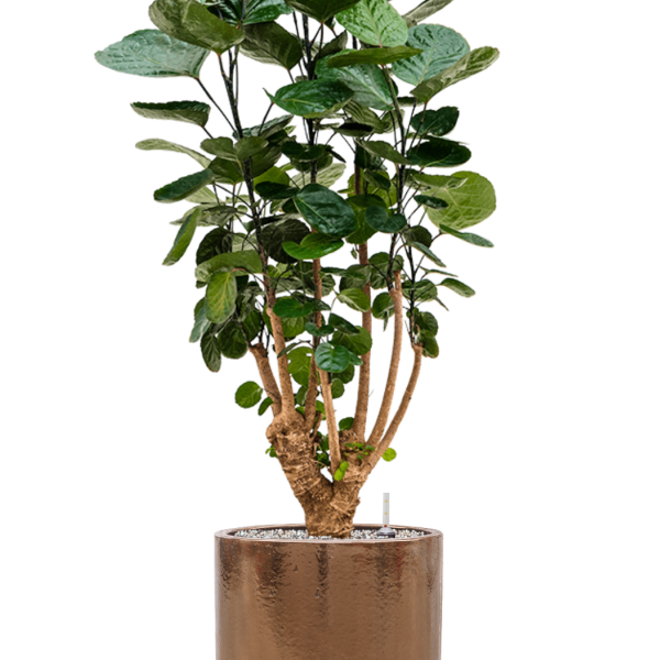 Aralia (Polyscias) „Fabian” în ghiveci cilindric