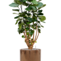 Aralia (Polyscias) „Fabian” în ghiveci cilindric