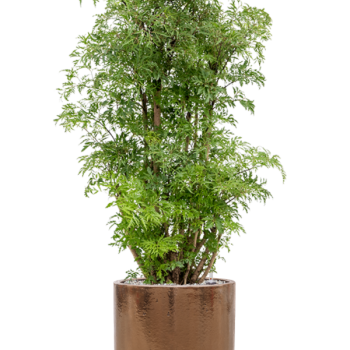Aralia (Polyscias) 'Ming' în ghiveci cilindric