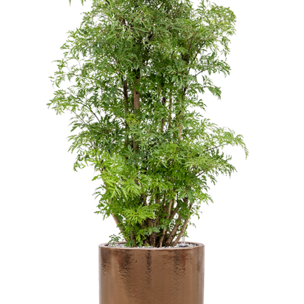Aralia (Polyscias) 'Ming' în ghiveci cilindric