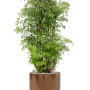 Aralia (Polyscias) 'Ming' în ghiveci cilindric