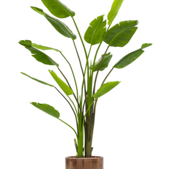 Strelitzia Nicolai în vas cilindric Strelitzia Nicolai în vas cilindric