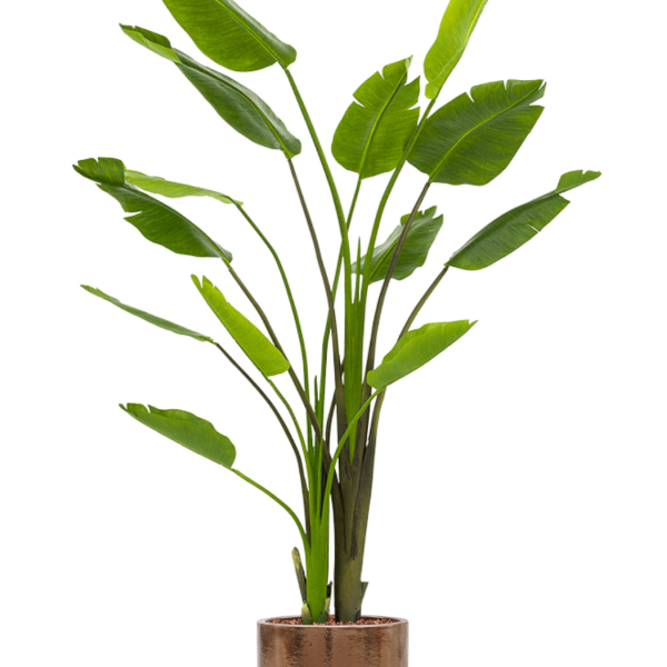 Strelitzia Nicolai în vas cilindric