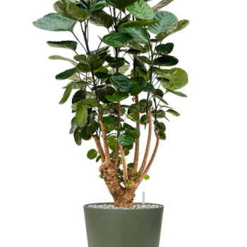 Aralia (Polyscias) „Fabian” în Greenville