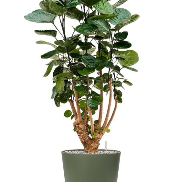 Aralia (Polyscias) „Fabian” în Greenville