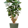 Aralia (Polyscias) „Fabian” în Greenville