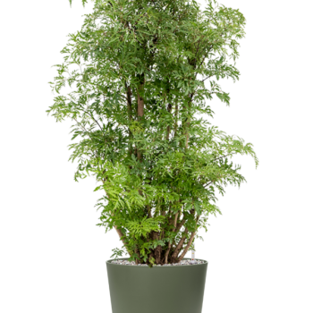 Aralia (Polyscias) „Ming” în Greenville