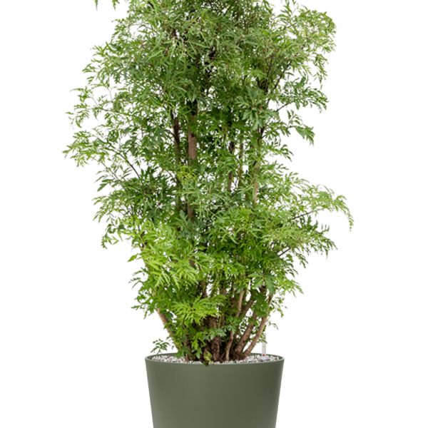 Aralia (Polyscias) „Ming” în Greenville