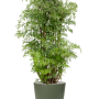 Aralia (Polyscias) „Ming” în Greenville