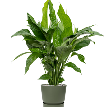 Spathiphyllum „Sweet Lauretta” în Greenville Spathiphyllum „Sweet Lauretta” în Greenville