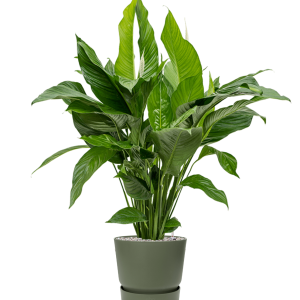 Spathiphyllum „Sweet Lauretta” în Greenville Spathiphyllum „Sweet Lauretta” în Greenville