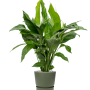 Spathiphyllum „Sweet Lauretta” în Greenville