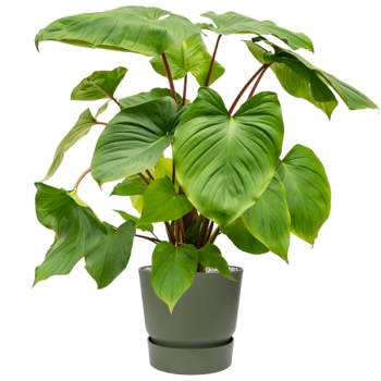 Homalomena rubescens 'Maggy' în Greenville