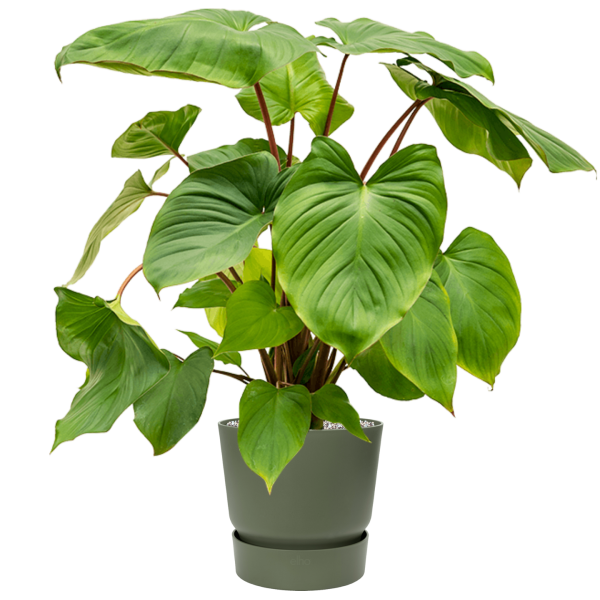Homalomena rubescens 'Maggy' în Greenville