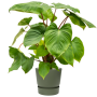 Homalomena rubescens 'Maggy' în Greenville