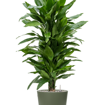 Dracaena fragrans 'Janet Lind' în Greenville Dracaena fragrans 'Janet Lind' în Greenville