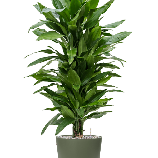 Dracaena fragrans 'Janet Lind' în Greenville Dracaena fragrans 'Janet Lind' în Greenville